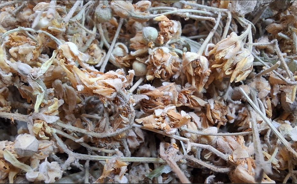 Kahramanmaraş’ta Ihlamur Çiçeğinin Kilogramı 3 Bin 500 TL