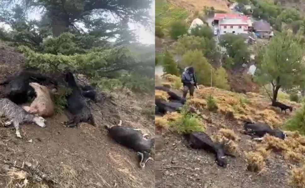 Onikişubat’ta Sürüye Yıldırım Düştü: 20 Keçi Telef