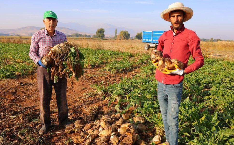 Kahramanmaraş’ta Tarlalarda Şeker Pancarı Mesaisi Başladı