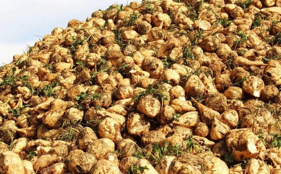 Kahramanmaraş’ta Şeker Pancarı Üretimi 500 Bin Tona Yaklaşıyor