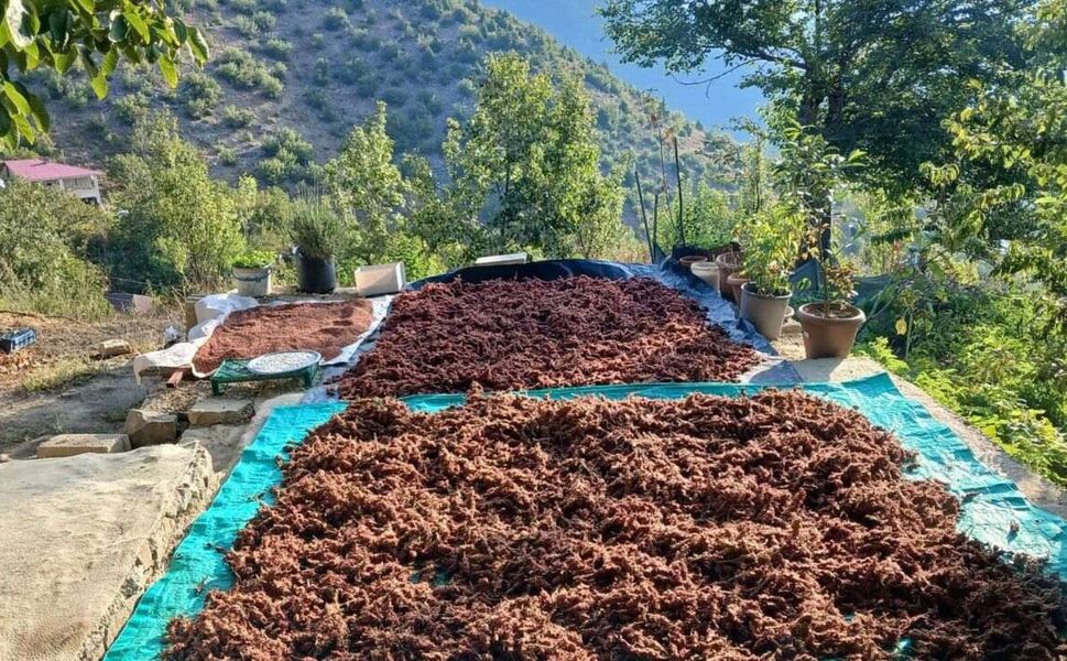 Kahramanmaraş’ta Sumak Hasadı Başladı