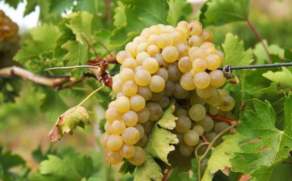 Kahramanmaraş’ta Kabarcık Üzümü Hasadı Başladı