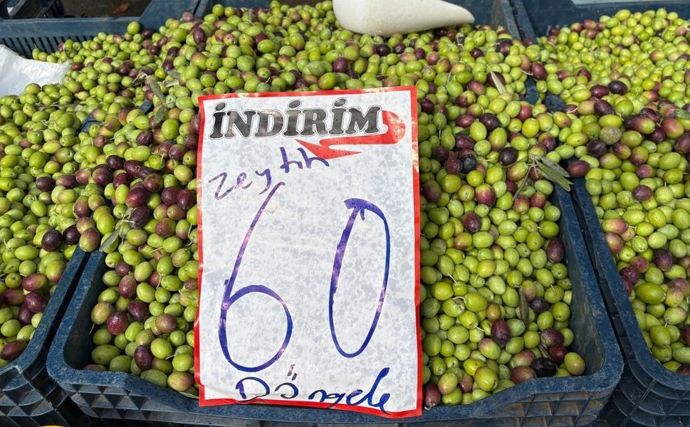 Kahramanmaraş’ın yeni mahsul en uygun zeytini burada