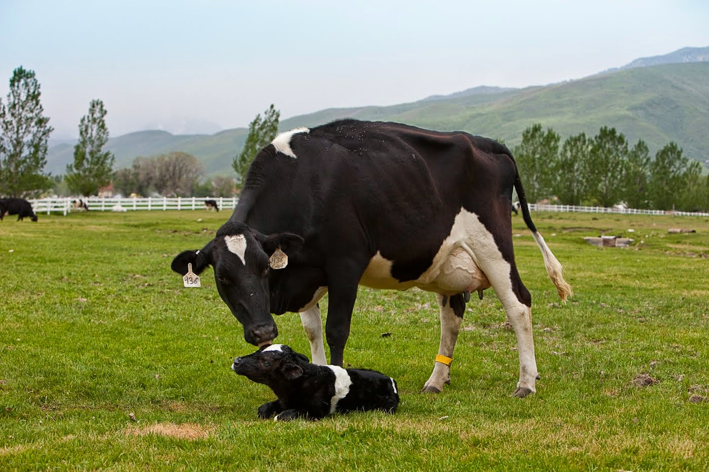 Cow with newborn calf.CowLocale-791581
