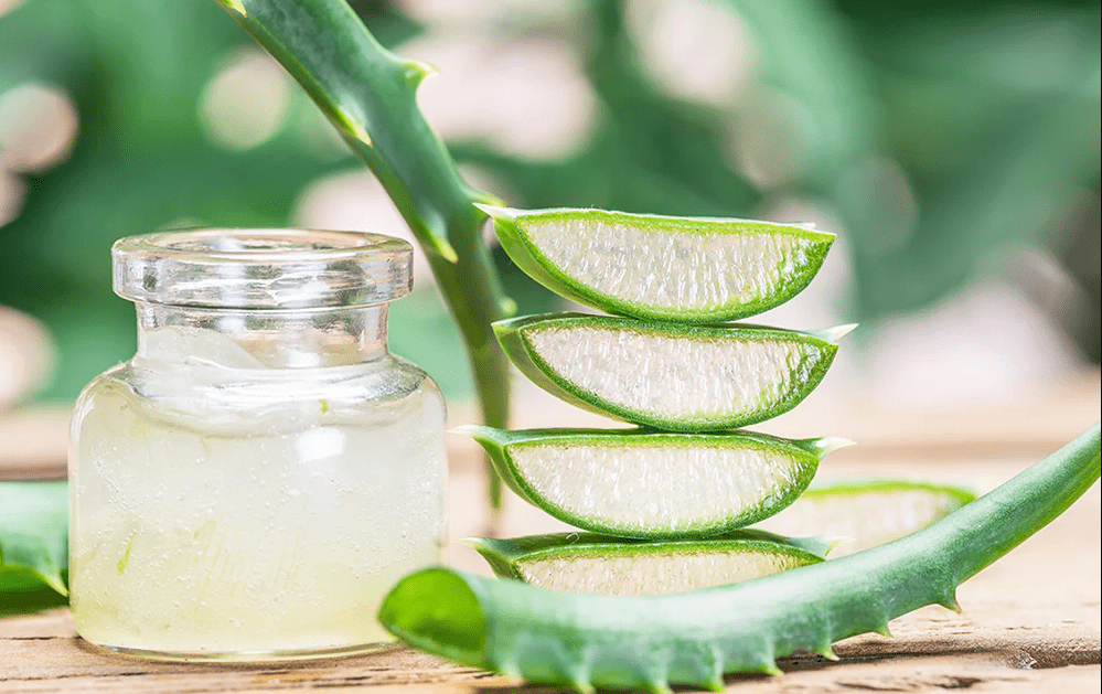 Aloe Vera'nn faydalar nelerdir? - Kahramanmara Manet Gazetesi  -Kahramanmara son dakika