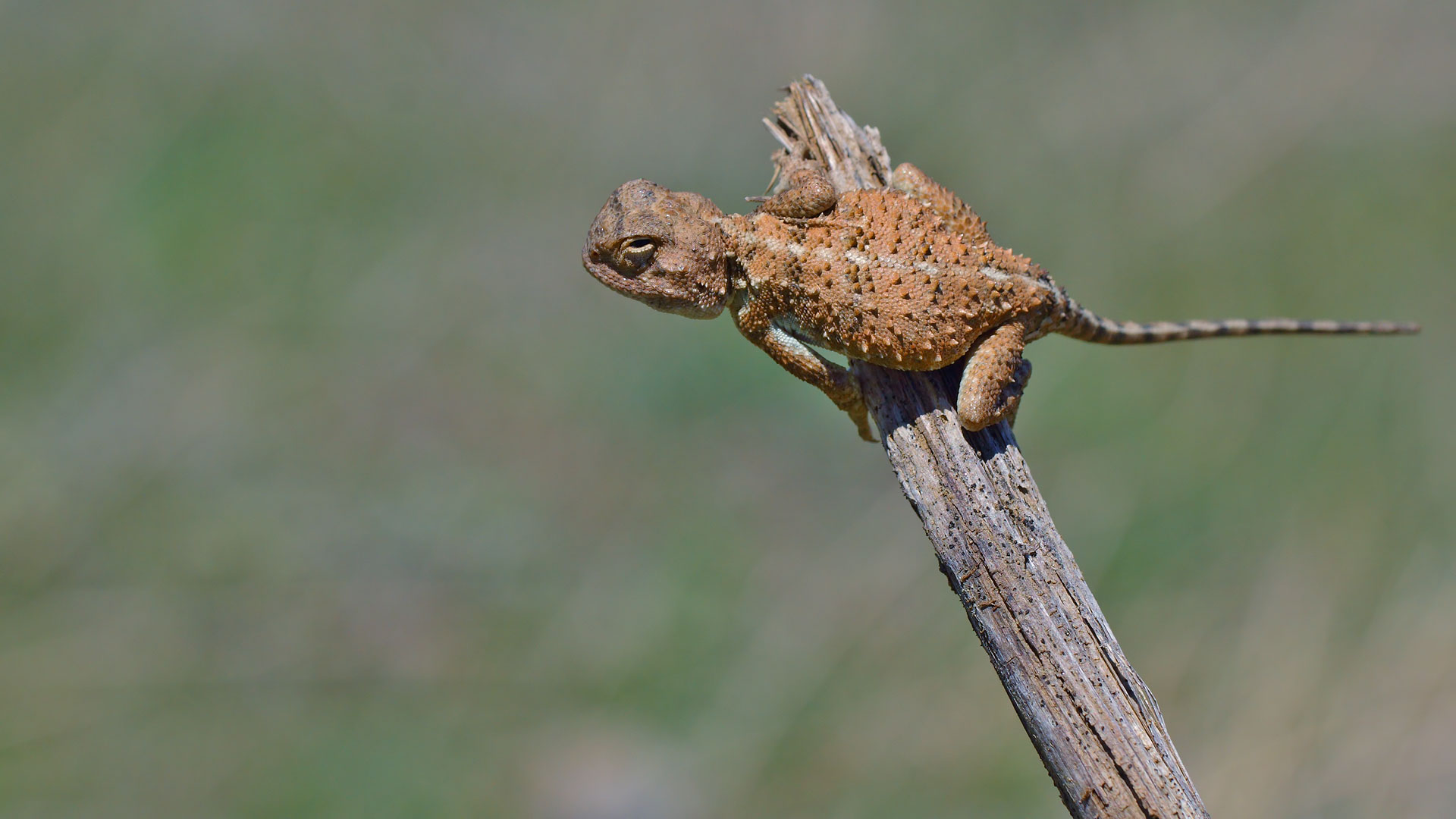 Bozkır Keleri Trapelus Lessonae