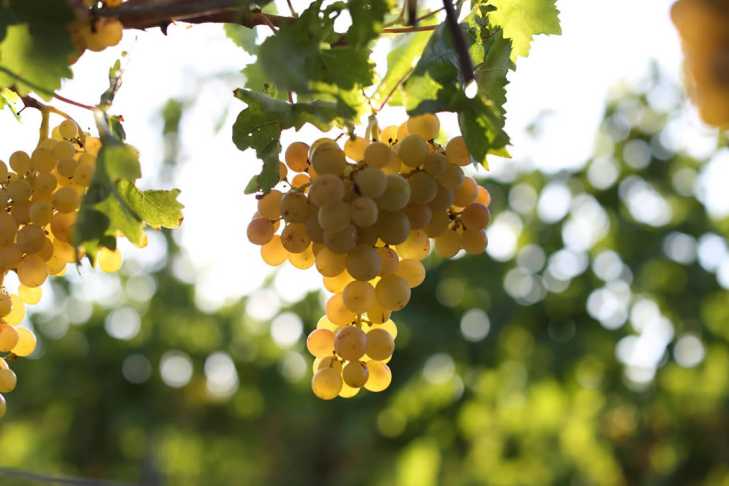 Bozcaada Grapes 1