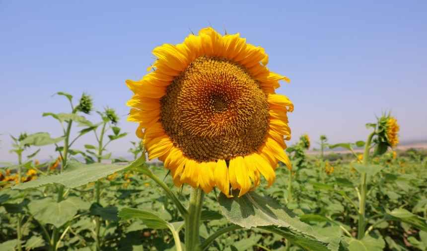 Burhan 2025 06 22T103846.402-1