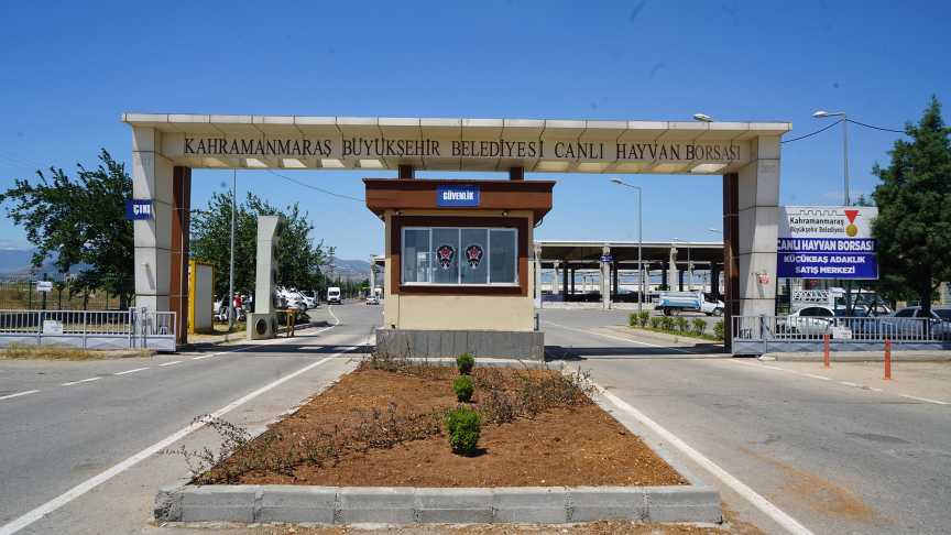 Canlı Hayvan Borsası (4)-1