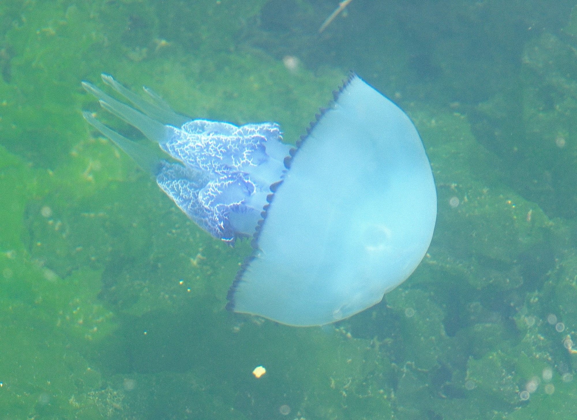 A W525442 04