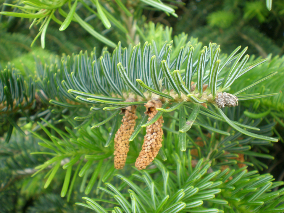 Abies Cilicica 2C
