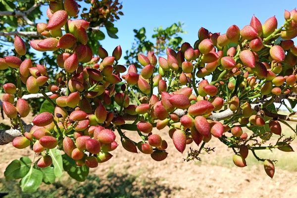 Antep Fistigi Agaclari Nerede Yetisir Faydalari Nelerdir