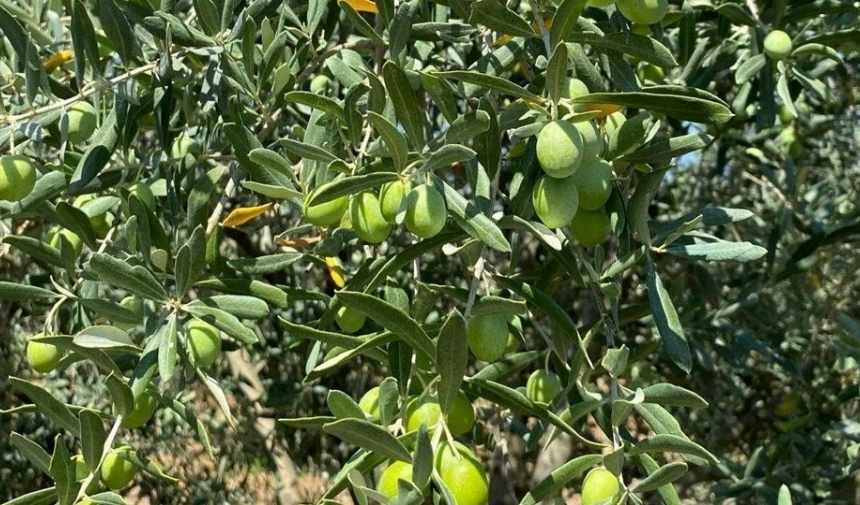 Kura Ve Keramet 2025 09 02T104527.157