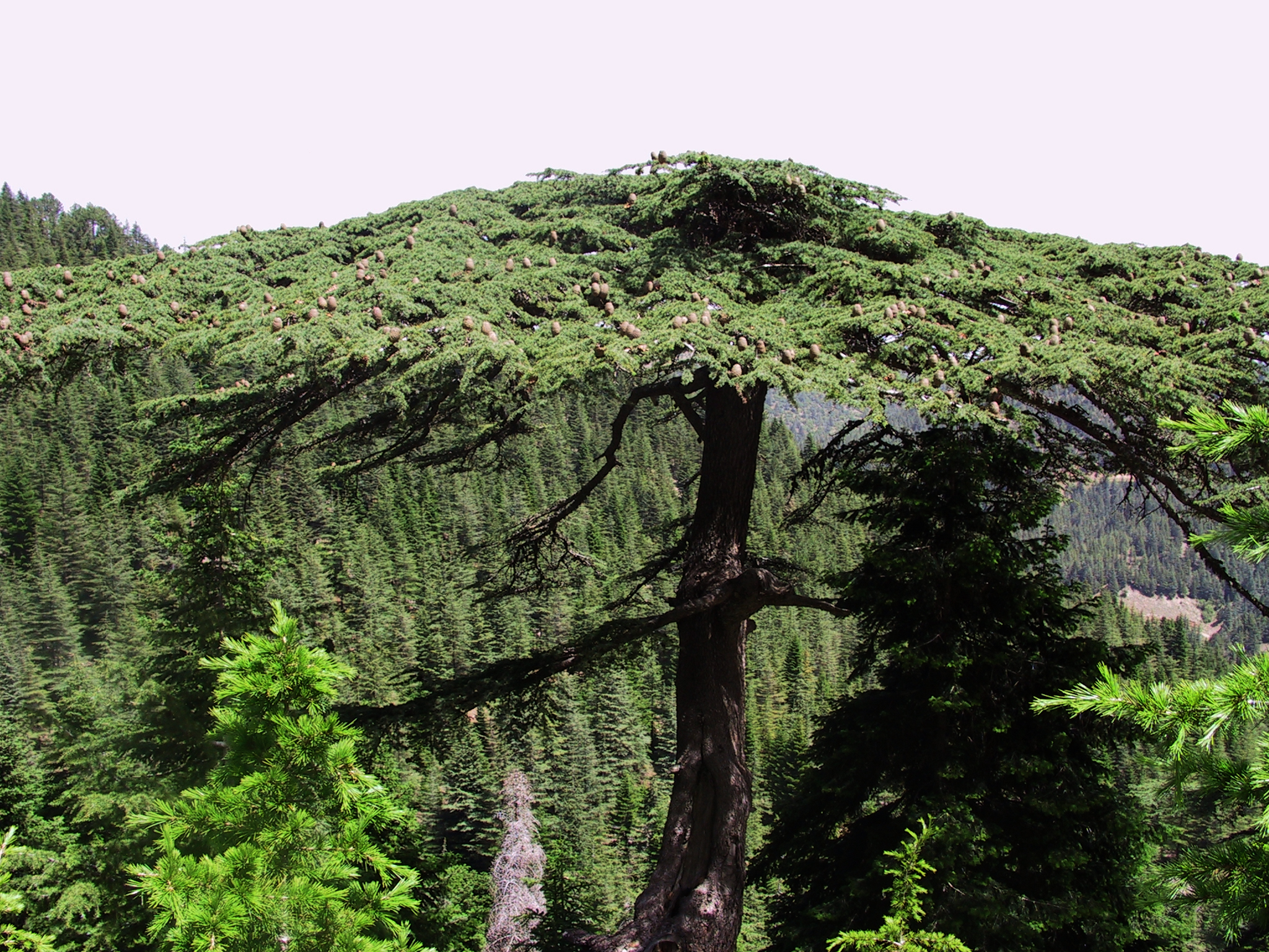 150657,Yavsan Yaylasijpg-3