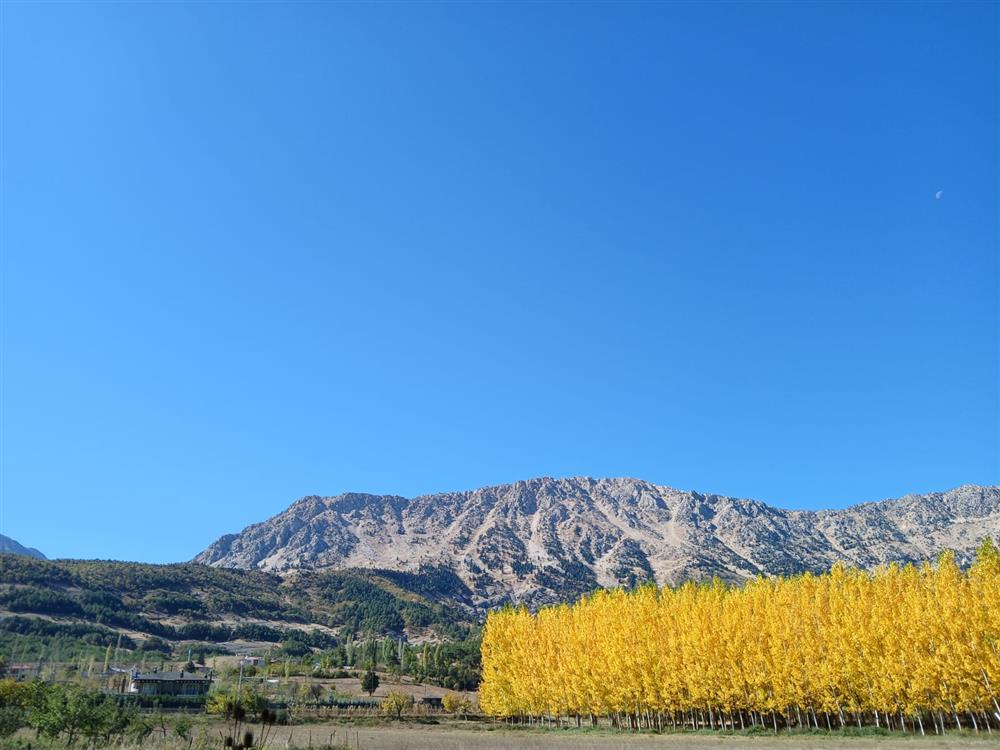 466916,Tekir Vadisijpg