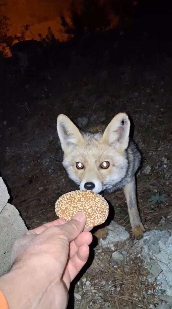 K O M B E Y I Y E N T I L K I K A M E R A D A V I D E O E K L E N 1011663 299818