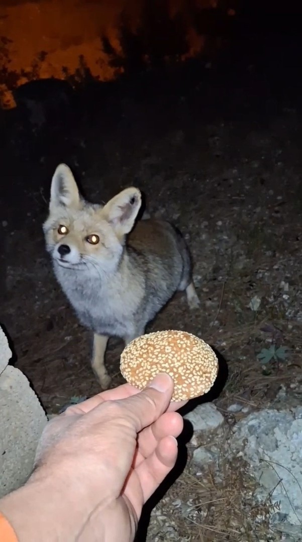 K O M B E Y I Y E N T I L K I K A M E R A D A V I D E O E K L E N 1011664 299818