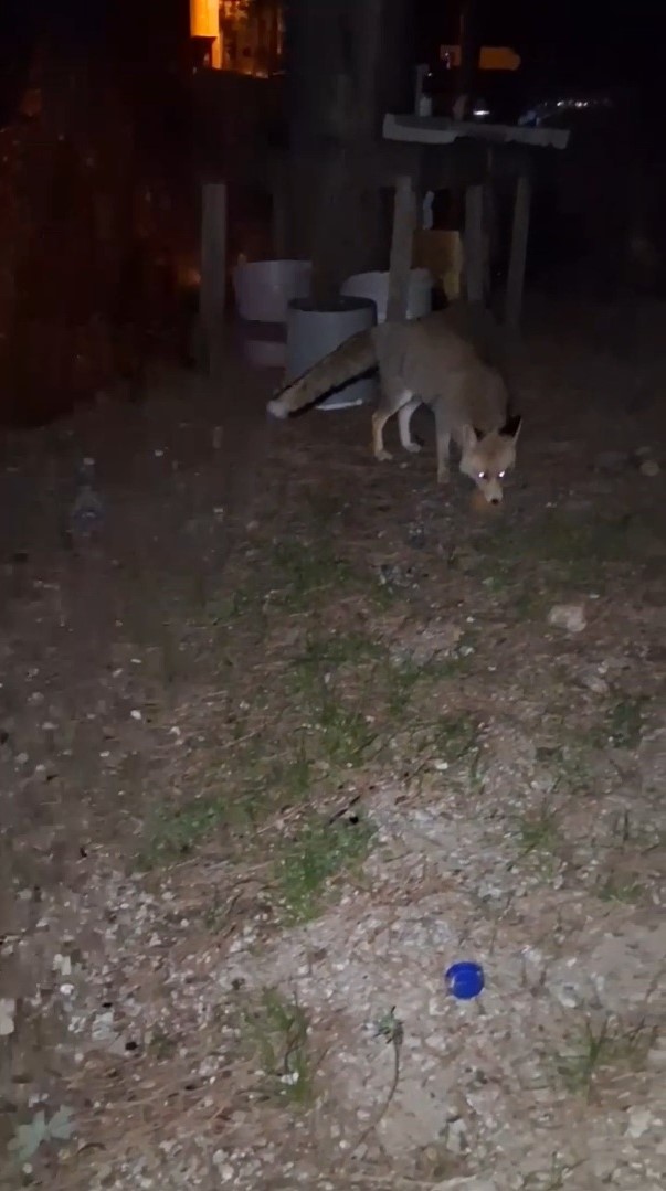 K O M B E Y I Y E N T I L K I K A M E R A D A V I D E O E K L E N 1011665 299818