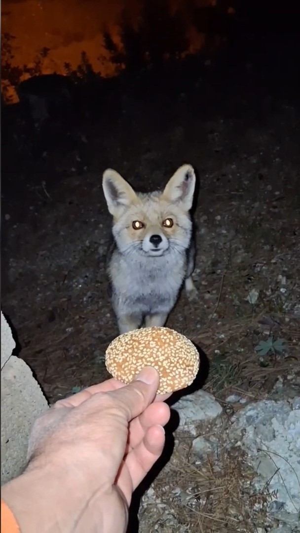 K O M B E Y I Y E N T I L K I K A M E R A D A V I D E O E K L E N 1011666 299818