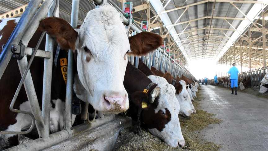 Thumbs B C D6961171785F26168531C67626Fc77Ed-1