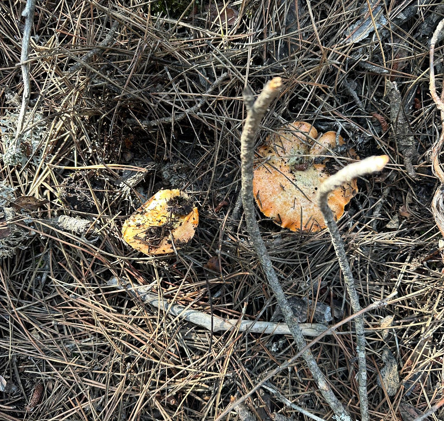 Whatsapp Görsel 2025 11 16 Saat 11.53.02 68900004