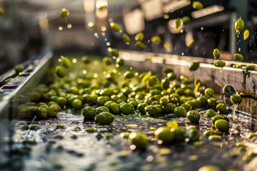 Zeytinyagi Uretim Sureci 1