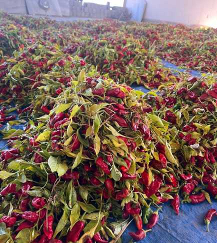 G7 Lcu M P W Y A E4 G6R