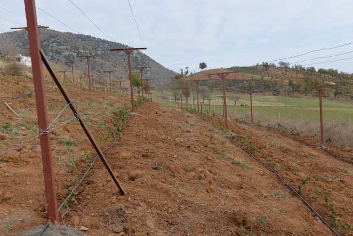 G7 V He H V X E A Anha L