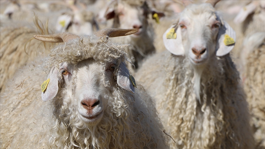 Thumbs B C 9C928Df8F2D93A6327Be7Fc40817A0Ba-1