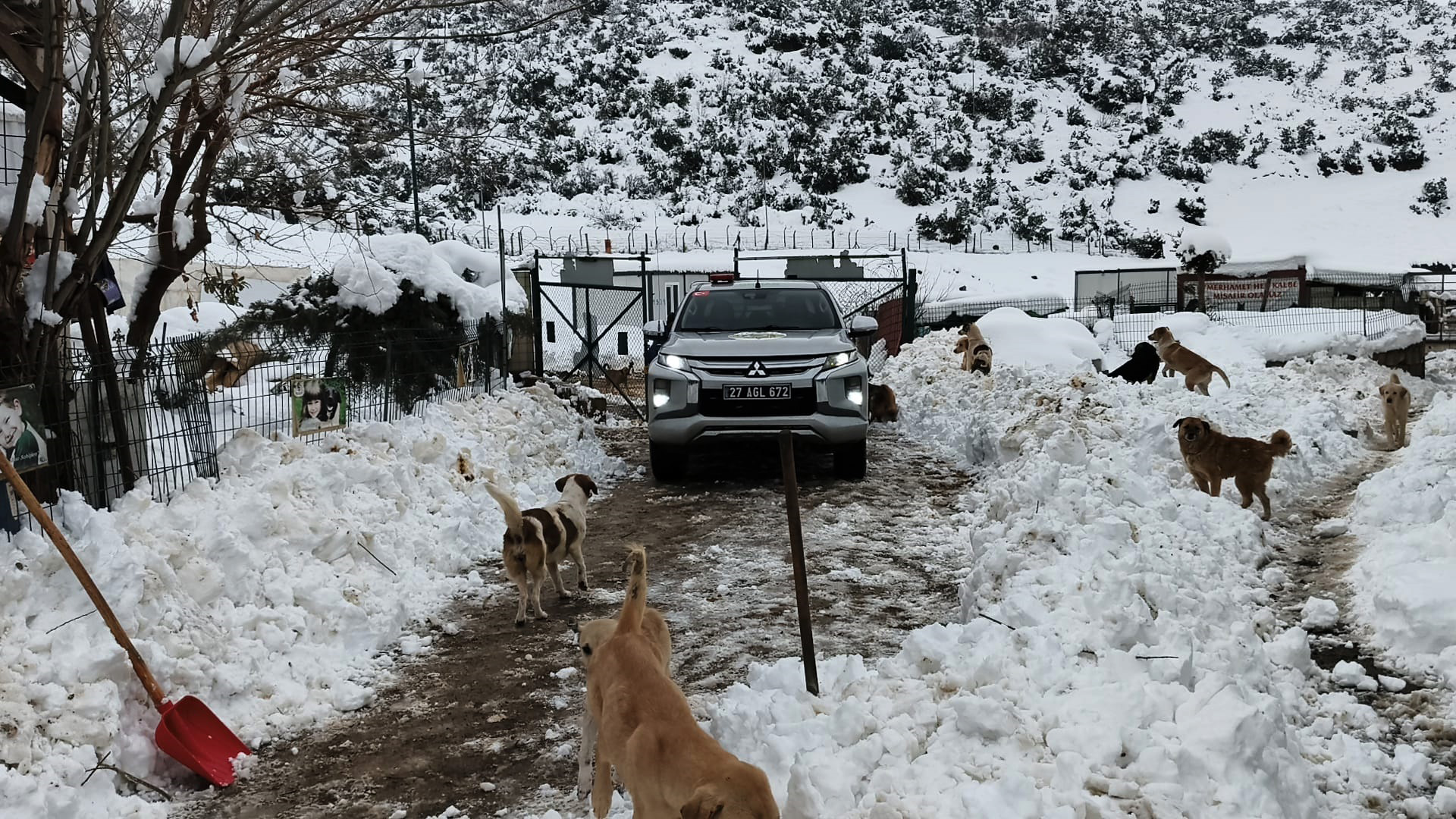 Gaziantepte Sokak Hayvanlarina Mama Des 1133693 336566 (1)