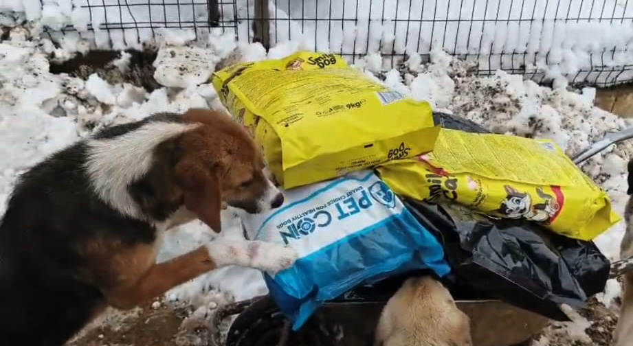 Gaziantepte Sokak Hayvanlarina Mama Des 1133695 336566 (2)