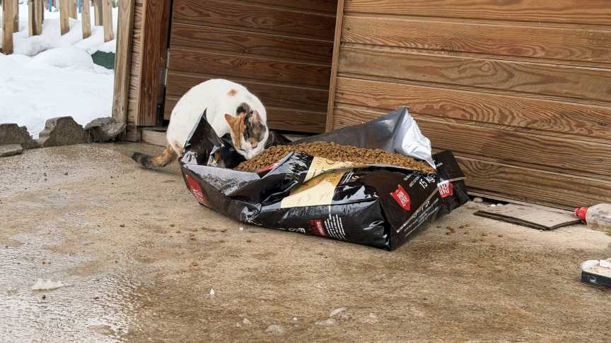 Sokak Hayvanı Besleme (4)