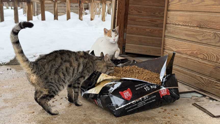 Sokak Hayvanı Besleme (5)