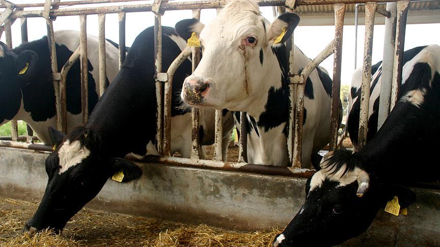 Thumbs B C 166863C43B673A06C0C1Ce7040Aed3D9 (1)