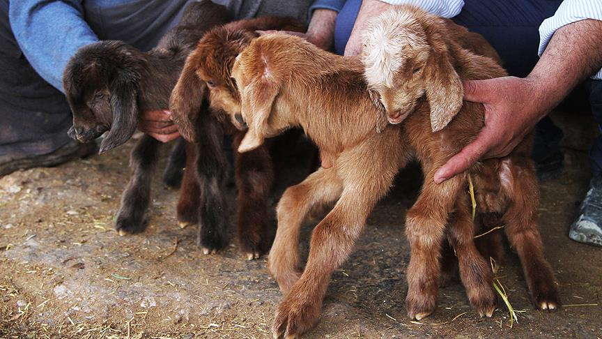 Thumbs B C 51F79E614Eb14A83Dde898Fec4F45399