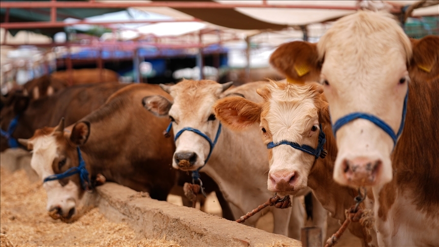 Thumbs B C 212071F09D0630D7F28603C7203A4B6E-1