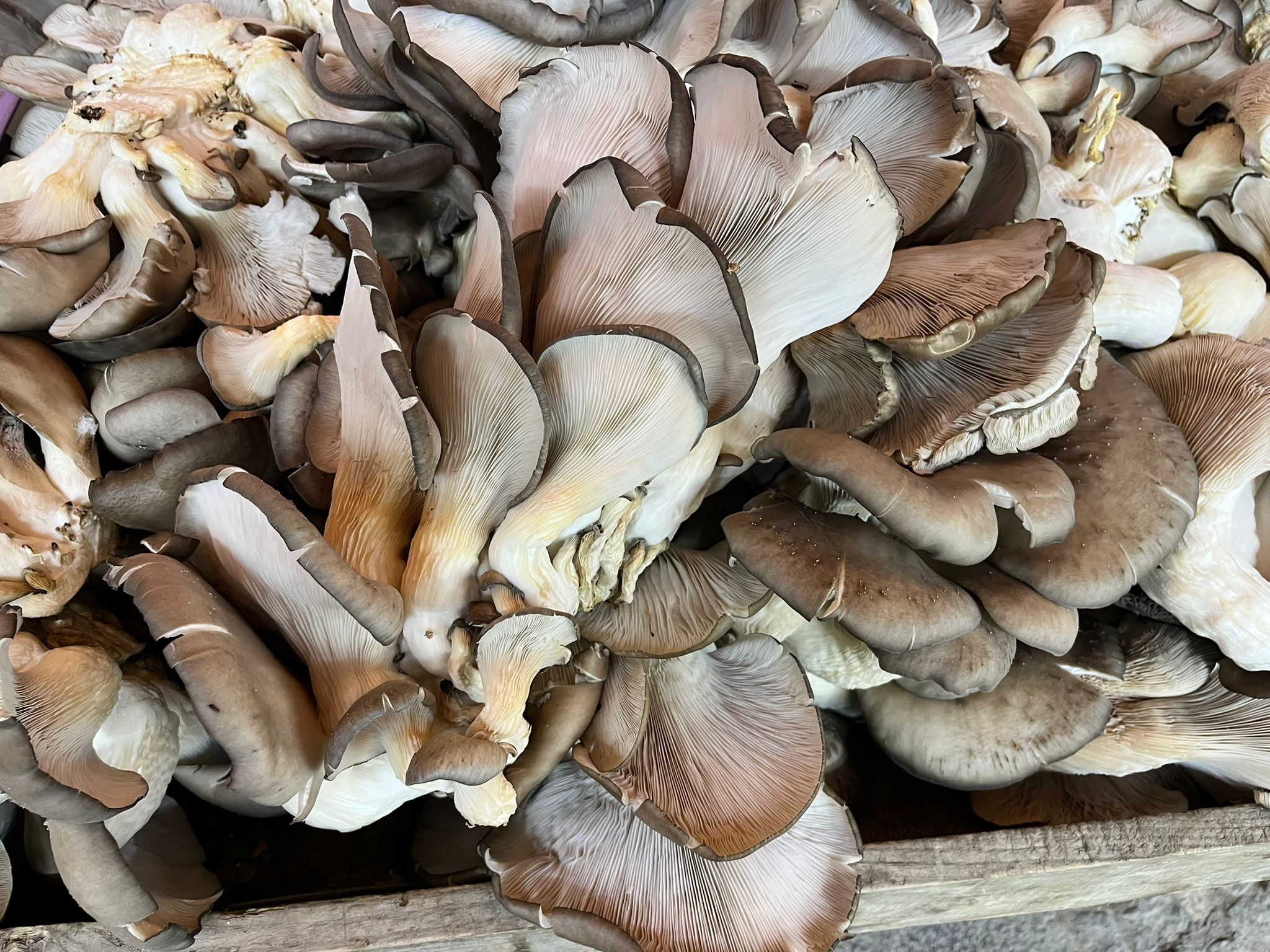 Whatsapp Image 2026 02 08 At 10.45.01