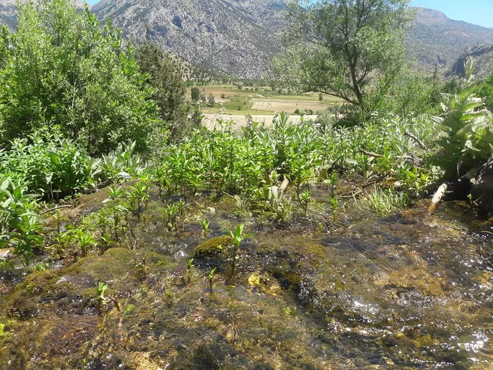 62459579 1216831088499379 992955125544779776 N-1