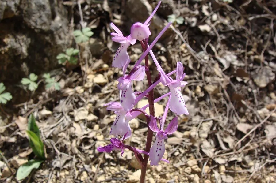 Maras Orkidesi Orchis Anatolica 1