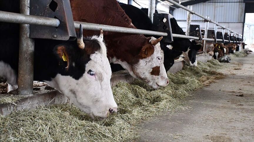 Thumbs B C Ecc078Ad5076B6695C9069Fb2C61F93E