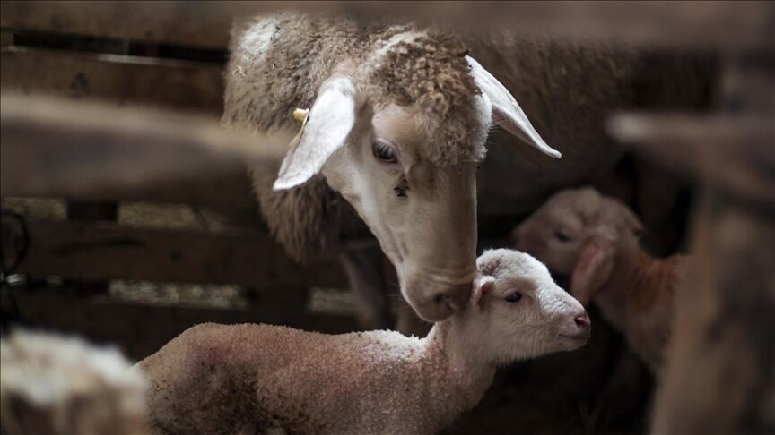 Thumbs B C F967Ab3610B778843F9E252F1A8Ae35E-1