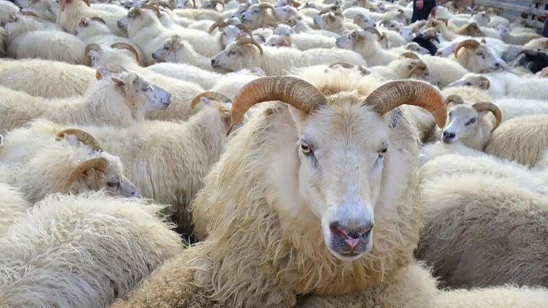 Kahramanmaraş’ta 2026 yılı kurbanlık fiyatları ne kadar olacak?