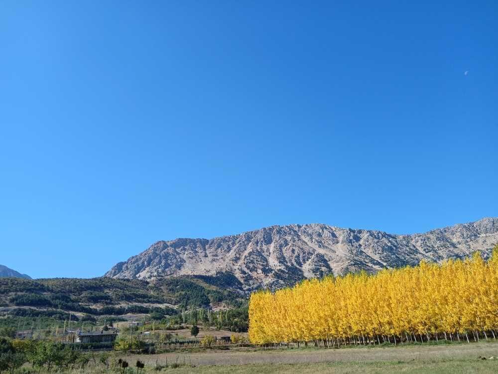 20260220103638739 Tekir (7)