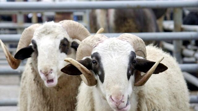 Kahramanmaraşlılara müjde: Devletten 100 koyun ve maaş gibi destek