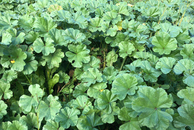 28999214 Bb9C06 680X454