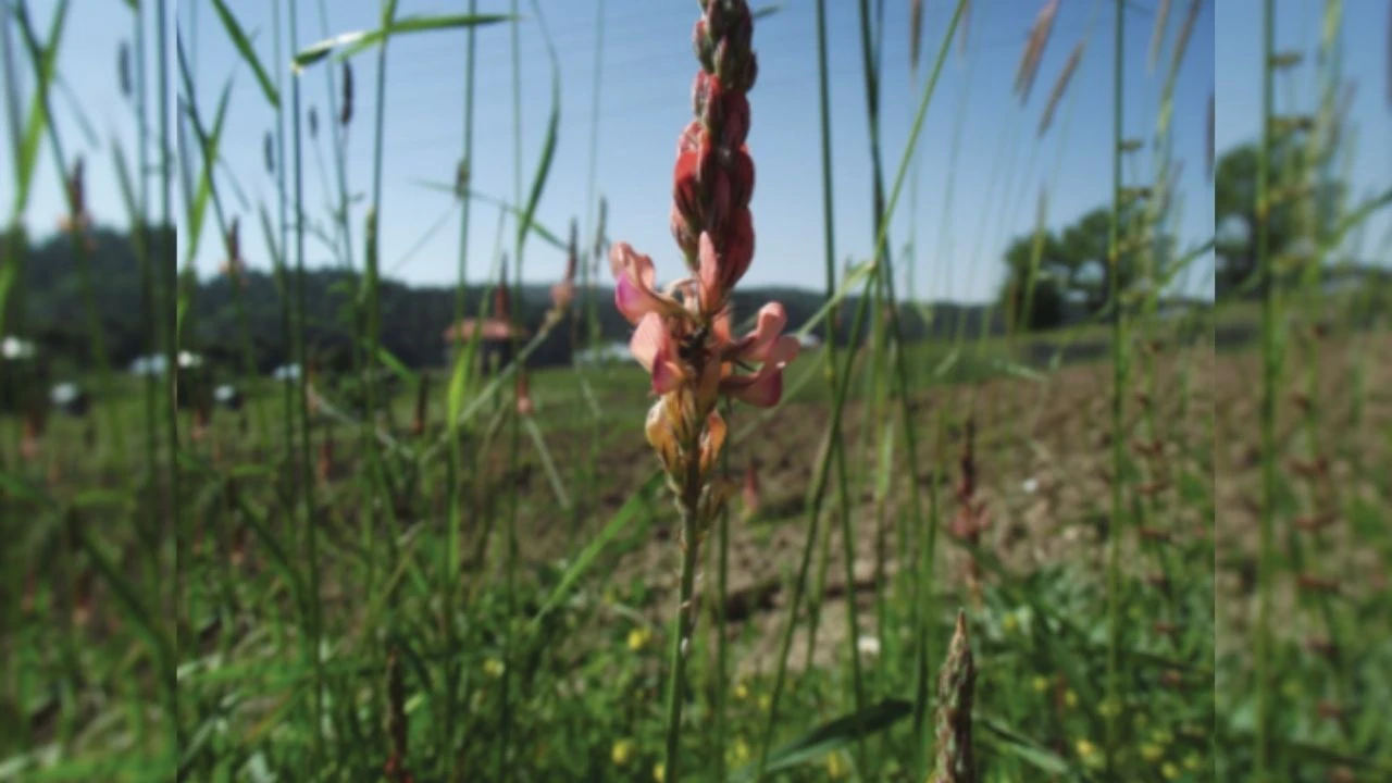 Yalnızca Kahramanmaraş dağlarında yetişen o bitki