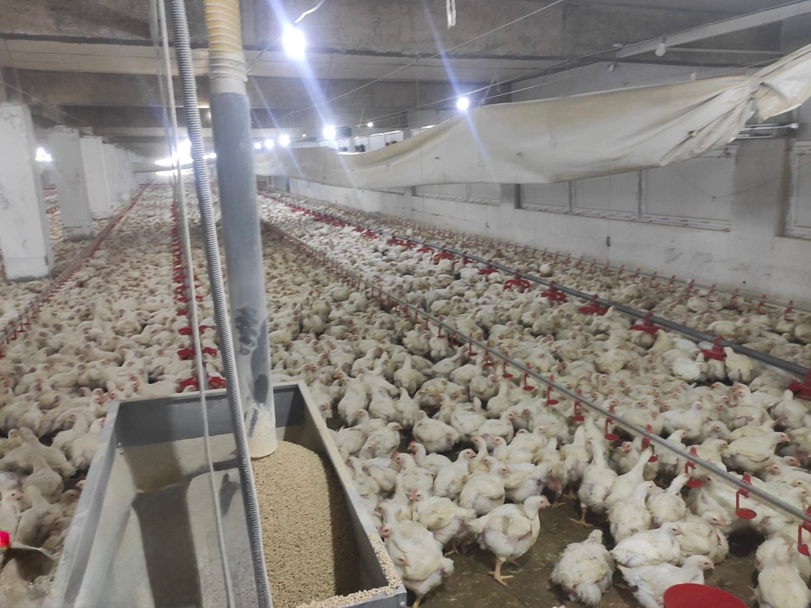 H E49 T Kkb Y A Ab K V S