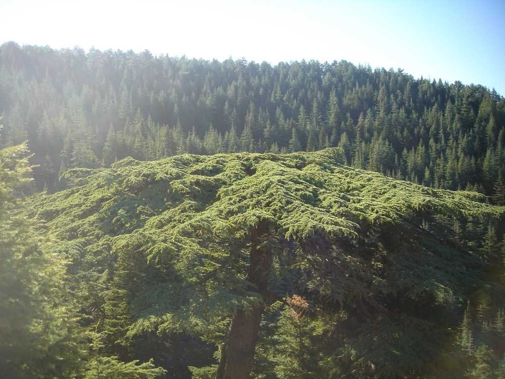 Karadeniz’i aratmayan Kahramanmaraş’taki o yayla