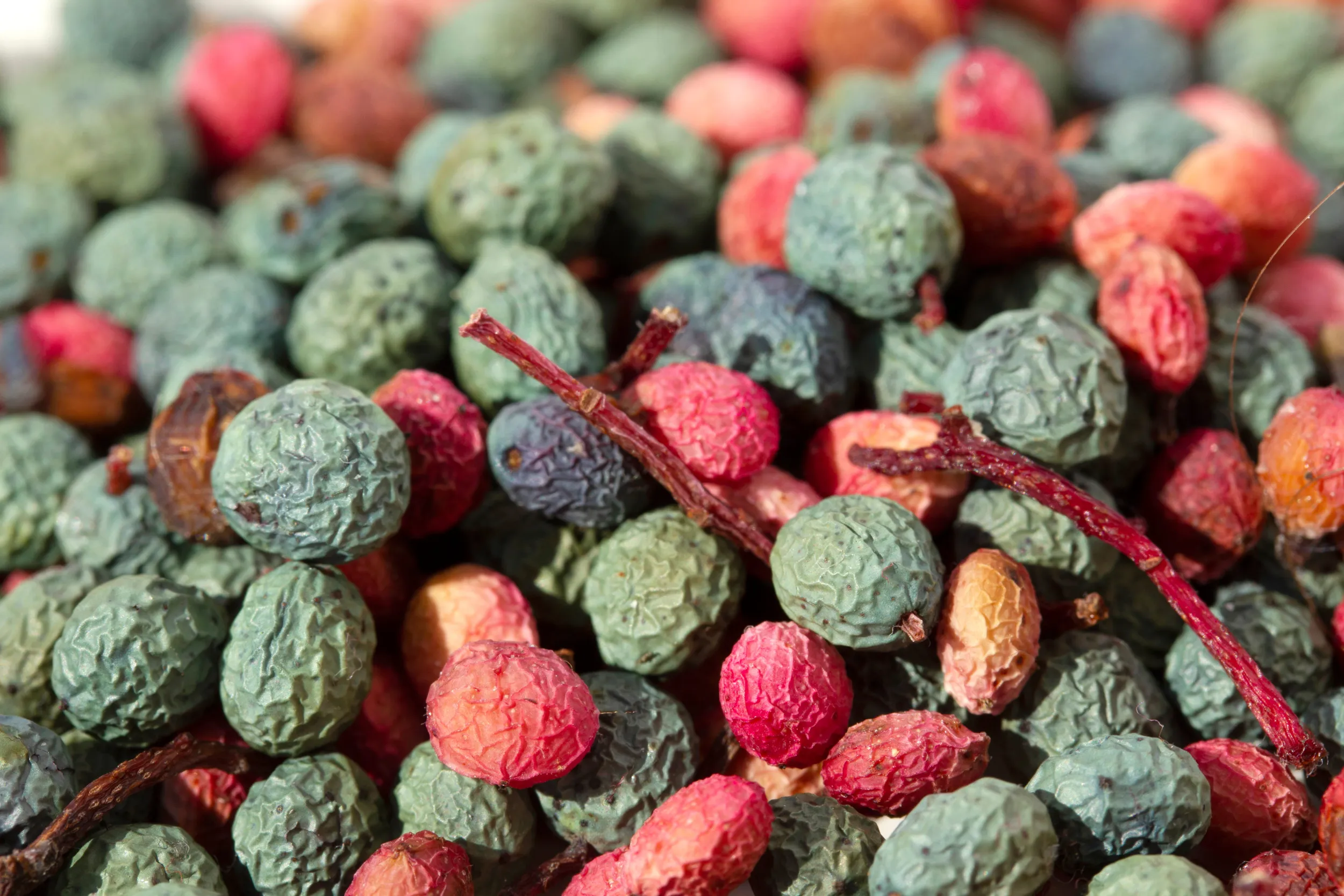 Pistacia Terebinthus Fruits Terebinth 1 .Jpg