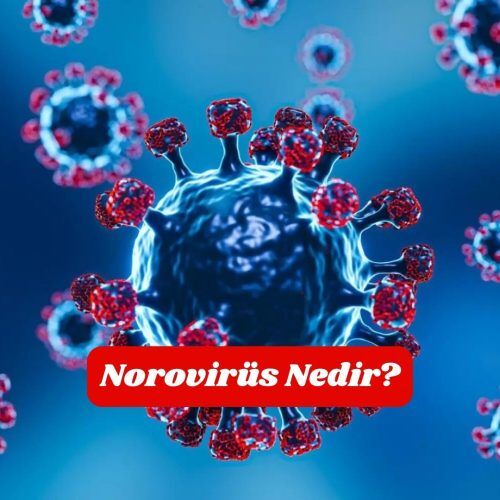 Norovirus Nedir Qzthyum7Ttyci4Lf893Yr6Nrynidprocsjv38X0X3C